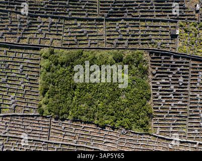 Vue aérienne d'anciens vignobles volcaniques dans un paysage pittoresque, île de Pico, Açores, Portugal. Banque D'Images