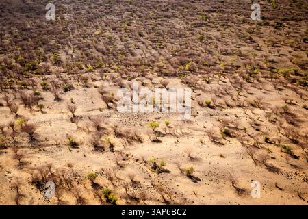 Vue aérienne des arbres sur le plateau de Laikipia, nord du Kenya, Afrique Banque D'Images
