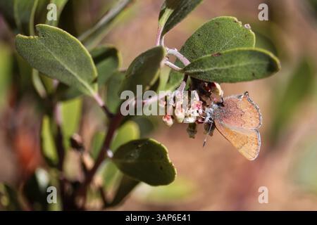 Elfine brune ou Callophrys augustinus se nourrissant de fleurs de manzanita sur la piste du Cyprès à Payson, Arizona. Banque D'Images