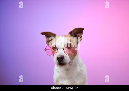 Un Jack Russell Terrier est assis calmement portant des lunettes de soleil roses sur un fond dégradé rose. La photo met en valeur le chien calme et à la mode Banque D'Images