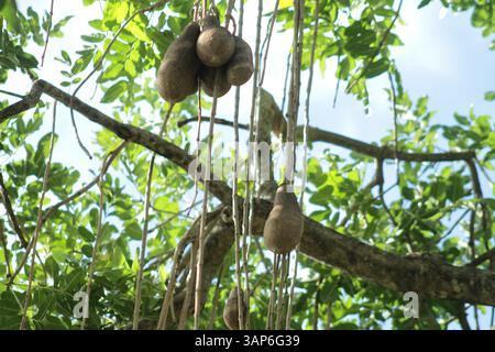 Fruit de l'arbre Kigelia (arbre à saucisses) à Palm Beach, Floride, États-Unis Banque D'Images