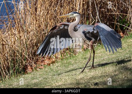 Grand héron bleu ou Ardea herodias exposé sur la rive du lac Green Valley à Payson, Arizona. Banque D'Images