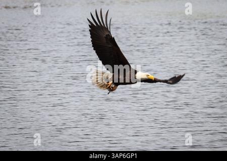 Aigle à tête blanche ou Haliaeetus leucocephalus avec un poisson capturé dans le lac Green Valley à Payson, Arizona. Banque D'Images