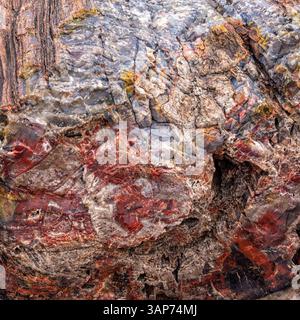 Gros plan détaillé du bois pétrifié poli montrant les couleurs et textures minérales naturelles dans les tons rouge, gris, bleu et beige. Banque D'Images
