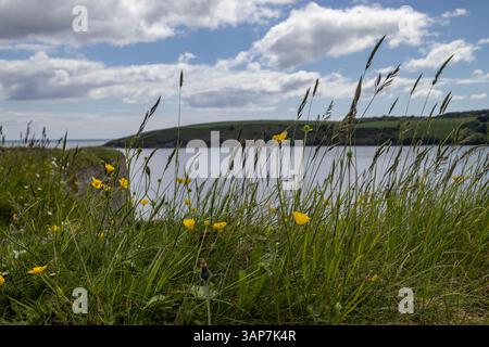 Fleurs et herbe Buttercup vues à Charles Fort regardant sur le port de Kinsale dans le comté de Cork, Irlande, sous un ciel bleu partiellement nuageux. Banque D'Images