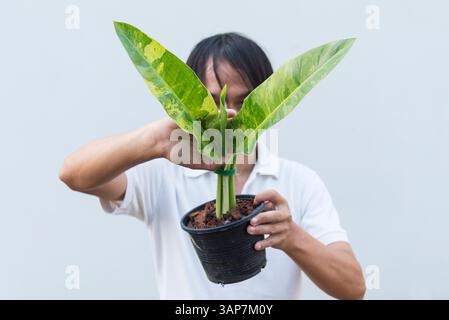 Gros plan sur le philodendron orlando dans le pot Banque D'Images