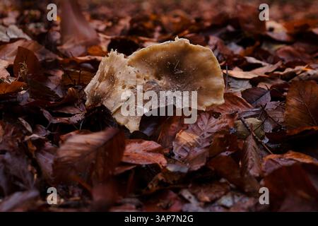 Côté de champignon poussant dans des feuilles brunes dans une forêt allemande un soir d'automne. Banque D'Images