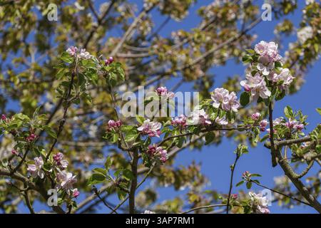 Branches de pommier avec fleurs roses et blanches devant un ciel bleu, borken, muensterland, allemagne Banque D'Images