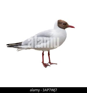 Un mouette à tête noire debout gracieusement, montrant ses pattes et son bec rouges, isolé sur un fond blanc pour une vue nette et détaillée. Banque D'Images
