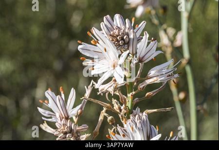 Fleur, asphodel ramifié (Asphodelus ramosus), Santiago del Teide, Tenerife, Espagne, Europe Banque D'Images