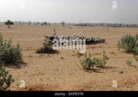 Jodhpur, Rajasthan, Inde du Nord, Asie, Un berger mène son troupeau de moutons à travers un vaste paysage désertique sec, Inde, Asie Banque D'Images