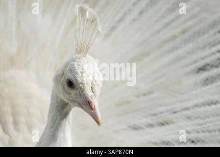 Portrait d'un paon blanc avec plumes ouvert Banque D'Images