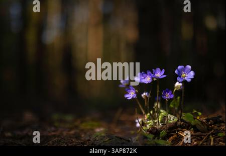 Symbole des fleurs d'hepatica de réveil printanier avec fond de forêt de Bokeh 20 Banque D'Images