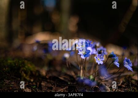 Symbole des fleurs d'hepatica de réveil printanier avec fond de forêt de Bokeh 20 Banque D'Images