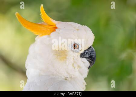 Cockatoo à crête jaune - Cacatua sulphurea, portrait d'un beau cockatoo blanc des forêts du Timor oriental et des îles indonésiennes de Sulawesi. Banque D'Images
