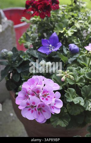 Fleurs ornementales dans un pot de fleurs, 2014 Banque D'Images