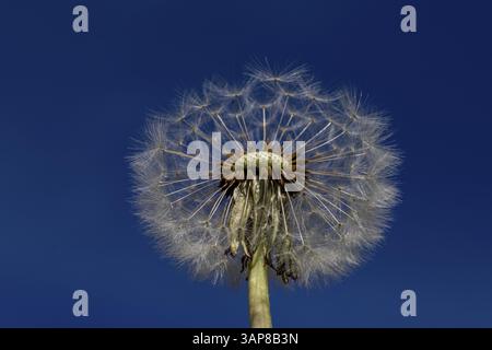 Pissenlit pissenlit Banque D'Images