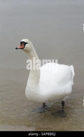 Cygne muet, Cygnus olor, sur la plage Banque D'Images