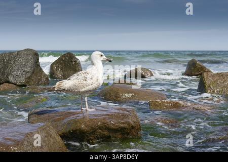 Jeune goéland argenté Larus argentatus sur la côte de la mer Baltique Banque D'Images