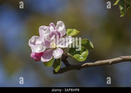 Fleur de pomme rose et blanche unique sur une branche devant un ciel bleu, borken, muensterland, allemagne Banque D'Images