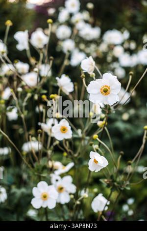 Anemonoides sylvestris également connu sous le nom de goutte de neige anémone bois anémone et fleur de vent avec des fleurs blanches. Attaché aux jardins forestiers fleurs printanières Banque D'Images