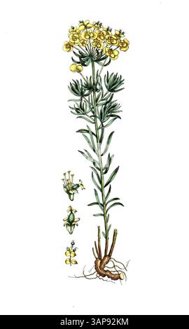 Euphorbia cyparissias, Cypress Spurge, reproduction numérique d'un modèle historique, entre 1790 et 1810, (Botanica Pharmaceutica d'Andreas Friedrich Happe) Banque D'Images