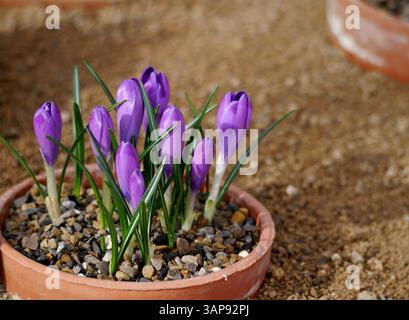 Crocus Vernus 'Michaels Purple' cultivé dans un pot de fleurs exposé dans la maison Alpine au RHS Garden Harlow Carr, Harrogate, Yorkshire, Angleterre, Royaume-Uni. Banque D'Images