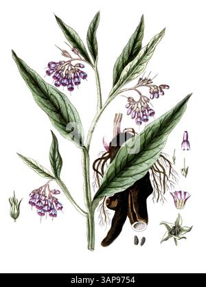 Symphytum officinale, consoude commune, reproduction numérique d'un modèle historique, entre 1790 et 1810, (Botanica Pharmaceutica d'Andreas Friedrich Happe) Banque D'Images