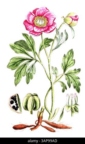 Paeonia officinalis, pivoine commune, reproduction numérique d'un modèle historique, entre 1790 et 1810 (Botanica Pharmaceutica d'Andreas Friedrich Happe) Banque D'Images