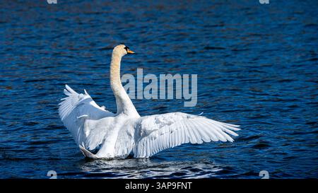 Swan se tenait dans l'eau avec ses ailes déployées. Banque D'Images