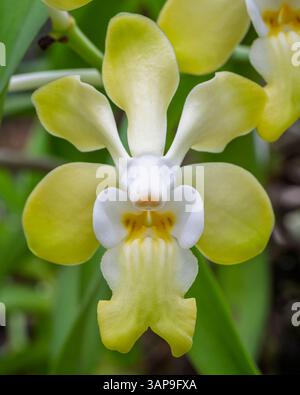 Gros plan macro-vue verticale de fleur jaune pâle et blanche de l'espèce d'orchidée épiphyte tropicale vanda denisoniana fleurissant à l'extérieur dans le jardin Banque D'Images