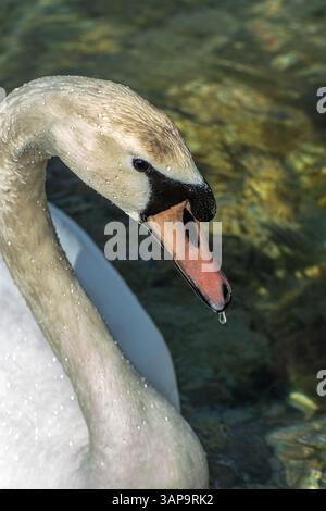 Gros plan d'une tête de cygne muet immature (Cygnus olor) au printemps. Les cygnes immatures/juvéniles ont un bec plus pâle et rosé foncé. Banque D'Images