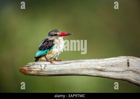 Kingfisher à tête grise debout sur une bûche isolée dans un fond naturel dans le parc national du Grand Kruger, Afrique du Sud ; espèce Halcyon leucocephala fa Banque D'Images