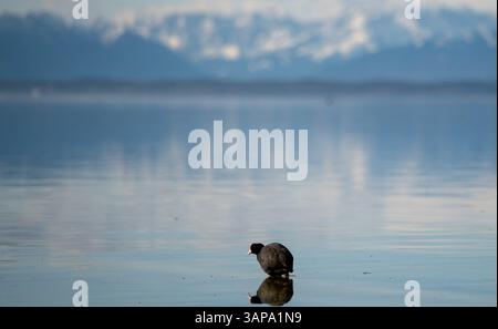 Starnberg, Allemagne. 16 avril 2025. Un coot se montre dans le lac Starnberg. Crédit : Leonie Asendorpf/dpa/Alamy Live News Banque D'Images