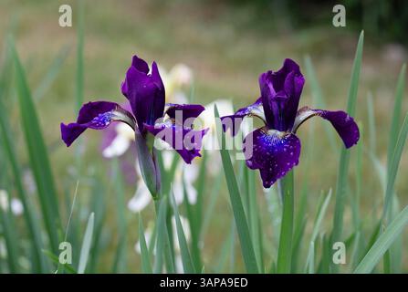 Iris sibériens violet foncé fleurissant dans le jardin après la pluie. Gros plan d'élégantes fleurs violettes iris avec des gouttes d'eau, parfait pour les blogs de jardinage Banque D'Images