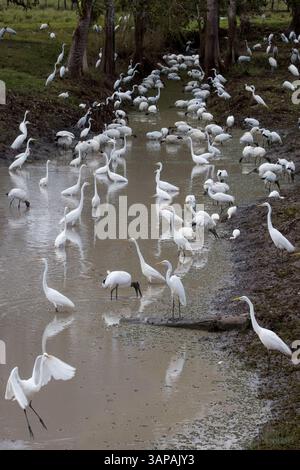 Grand groupe de grandes aigrettes et cigognes de bois dans un canal de drainage au Costa Rica. Banque D'Images