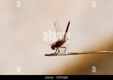 Libellule écarlate (Crocothemis erythraea) perchée sur une canne de roseau en position latérale, Bocairente, Espagne Banque D'Images
