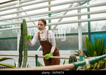 Une jeune femme en gants verts s'occupe d'un grand cactus dans une serre ensoleillée remplie de plantes. Banque D'Images