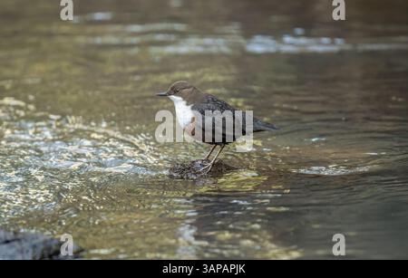 Plongeur debout sur un rocher dans une rivière, gros plan Banque D'Images