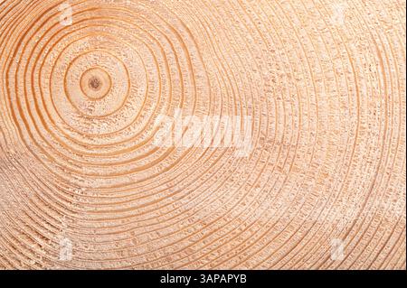 Anneaux de croissance d'un épinette. Coupe transversale d'une tige, montrant l'âge et les conditions climatiques passées. Chaque anneau clair et anneau foncé représente un an. Banque D'Images