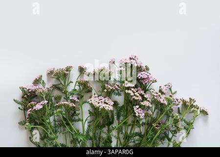 Cadre créatif floral de fleurs sauvages violettes et roses sur fond gris. Plat, vue de dessus. Cadre floral d'été de conception de bordure pour cartes de vœux et Banque D'Images