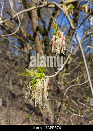 Box Elder (Acer negundo) - gros plan d'une branche avec des grappes de petites fleurs délicates et floues et des feuilles émergentes. Banque D'Images
