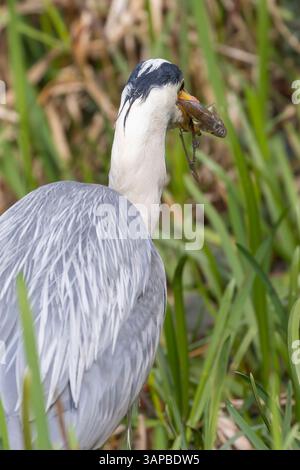 Vue arrière détaillée d'un héron gris britannique sauvage (Ardea cinerea) essayant d'avaler un gros poisson tenu dans son bec. Banque D'Images