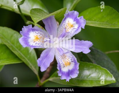 Fleur d'iris japonica, entourée de feuilles vertes Banque D'Images