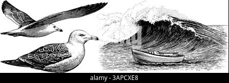 Illustration vintage de la vie marine gravée avec étoiles de mer, vagues de l'océan et mouette pour la conception nautique. Illustration de Vecteur