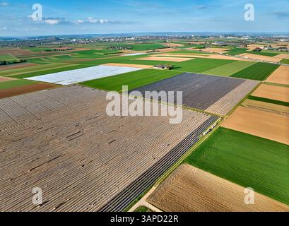 Immenses champs d'asperges recouverts de plastique dans le paysage agricole fertile de Langes Feld au nord de Stuttgart, Bade-Wuerttemberg, Allemagne Banque D'Images