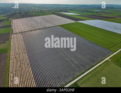 Immenses champs d'asperges recouverts de plastique dans le paysage agricole fertile de Langes Feld au nord de Stuttgart, Bade-Wuerttemberg, Allemagne Banque D'Images