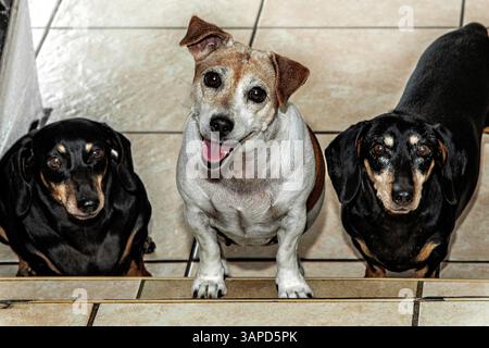Un Jack Russel Terrier lumineux et convivial, bronzé et blanc s'élevant entre deux datchsunds noirs et bruns. Banque D'Images