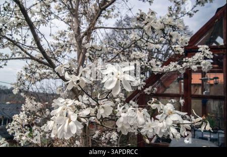 Arbre magnolia blanc en pleine floraison Banque D'Images