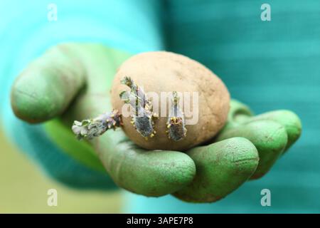 Pommes de terre de semence Chitted prêtes pour la plantation au printemps. ROYAUME-UNI Banque D'Images